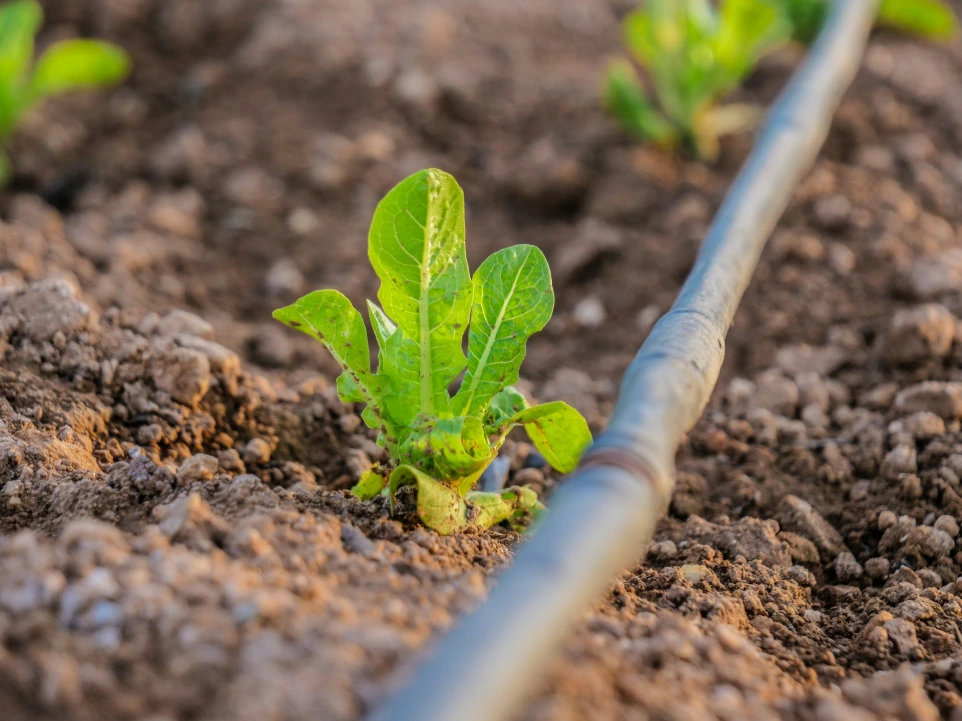 a plant sprouting from a soil